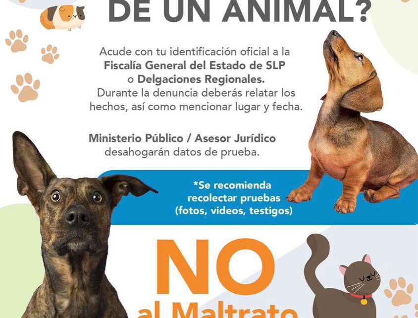 FGESLP INVESTIGA DENUNCIA POR MALTRATO ANIMAL EN LA CAPITAL POTOSINA FGESLP INVESTIGA DENUNCIA POR MALTRATO ANIMAL EN LA CAPITAL POTOSINA