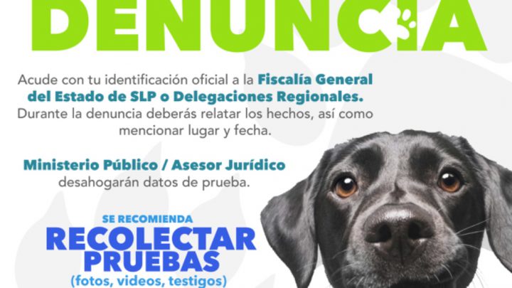 FGESLP INVESTIGA PRESUNTO ENVENENAMIENTO DE CANES EN TAMUÍN