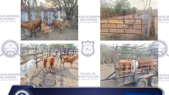 FGESLP RECUPERA SEMOVIENTES MEDIANTE ORDEN DE CATEO EN LA HUASTECA NORTE