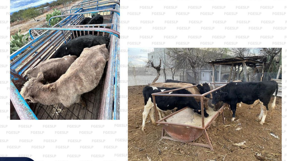 FGESLP RECUPERA CINCO SEMOVIENTES CON REPORTE DE ROBO EN EL ALTIPLANO POTOSINO