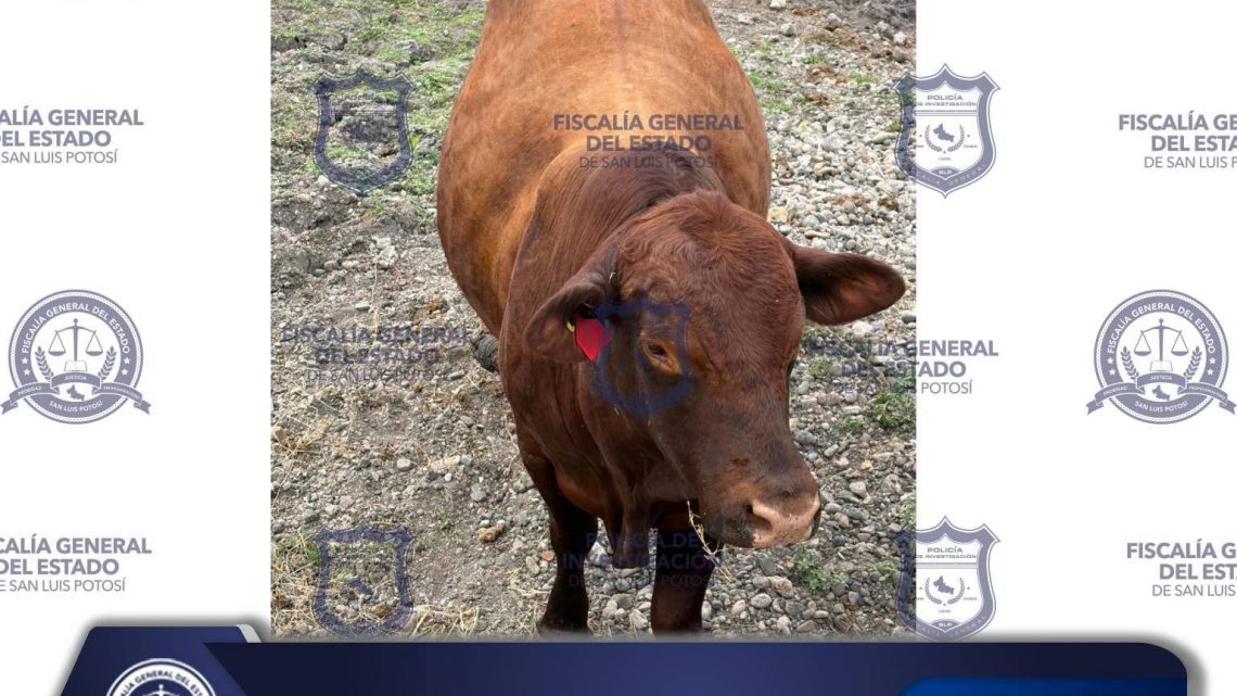 EN TAMUÍN, POLICÍA DE INVESTIGACIÓN RECUPERA BOVINO REPORTADO COMO ROBADO