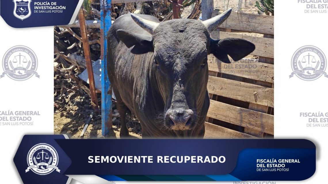 POLICÍA DE INVESTIGACIÓN ASEGURA SEMOVIENTE ROBADO EN ZARAGOZA